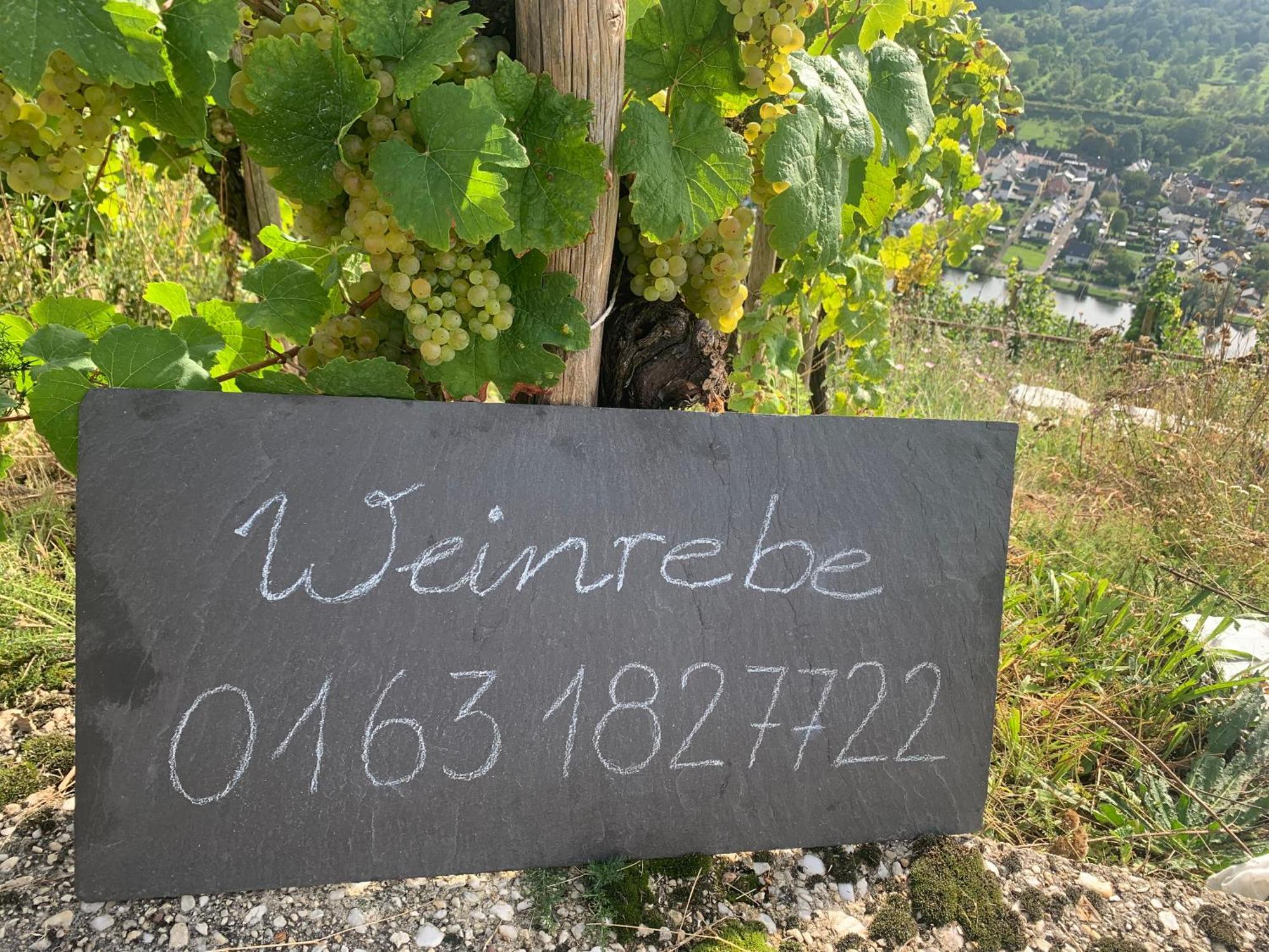 Weinrebe Apartment Бернкастел-Кюс Екстериор снимка